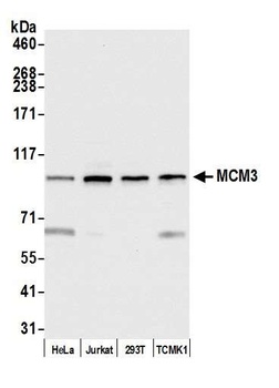 Rabbit anti-MCM3 Antibody