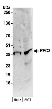 RFC3 Antibody