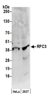 Rabbit anti-RFC3 Antibody