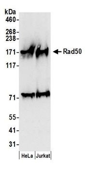 Rabbit anti-Rad50 Antibody