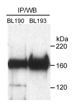Rabbit anti-Rad50 Antibody