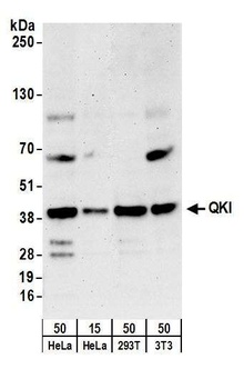 Rabbit anti-QKI Antibody