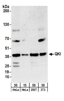 QKI Antibody