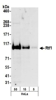 Rabbit anti-Rtf1 Antibody