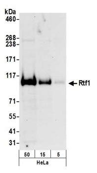 Rtf1 Antibody