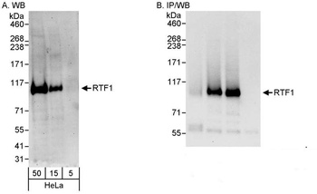 Rabbit anti-Rtf1 Antibody