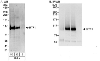 Rtf1 Antibody