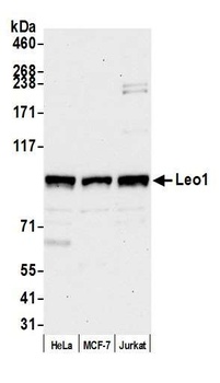 Leo1 Antibody