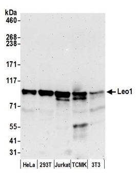 Rabbit anti-Leo1 Antibody