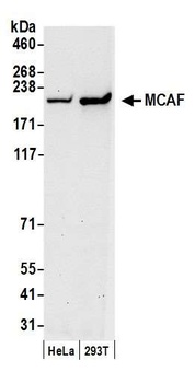 MCAF Antibody
