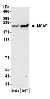 Rabbit anti-MCAF Antibody