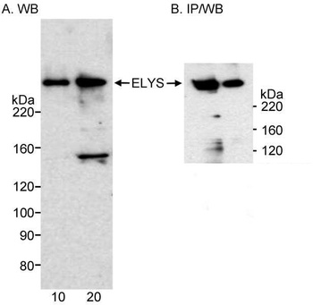 Rabbit anti-ELYS Antibody