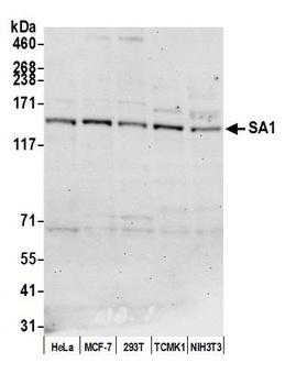 SA1 Antibody