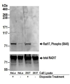 Rad17, Phospho (S645) Antibody