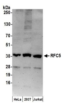 RFC5 Antibody