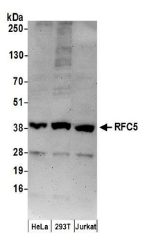 Goat anti-RFC5 Antibody