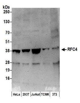Goat anti-RFC4 Antibody