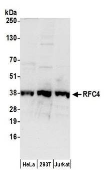 Goat anti-RFC4 Antibody