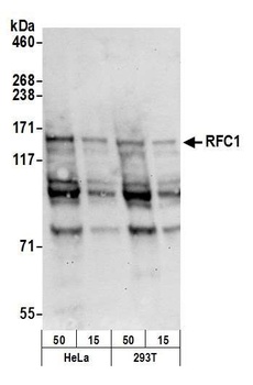 Goat anti-RFC1 Antibody