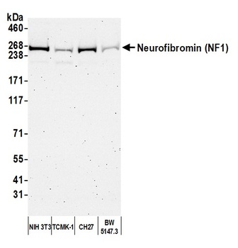 NF1 Antibody