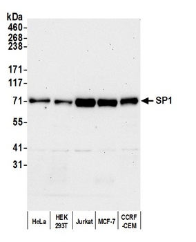 Rabbit anti-Sp1 Antibody