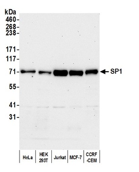 Sp1 Antibody