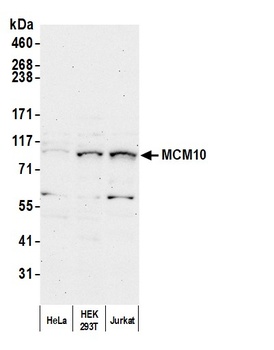 MCM10 Antibody