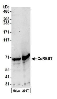 Rabbit anti-CoREST Antibody
