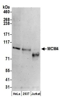 Goat anti-MCM4 Antibody