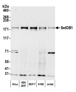 SETDB1 Antibody