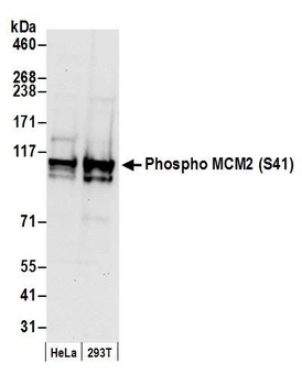 Rabbit anti-Phospho MCM2 (S41) Antibody