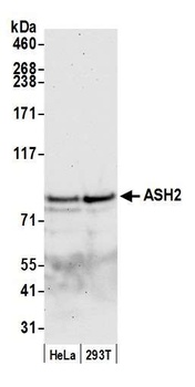 ASH2 Antibody