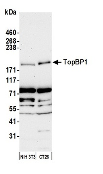 Rabbit anti-TopBP1 Antibody