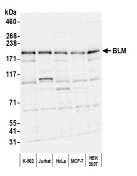 BLM Antibody