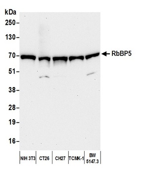 RbBP5 Antibody
