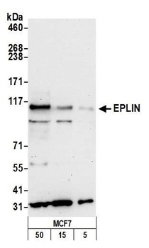 EPLIN Antibody