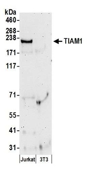 Rabbit anti-TIAM1 Antibody