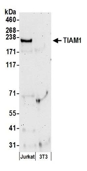 TIAM1 Antibody