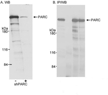 PARC/H7-AP1 Antibody