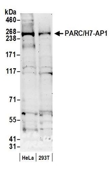 PARC/H7-AP1 Antibody