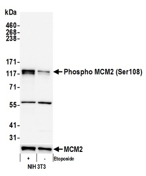 MCM2, Phospho (S108) Antibody