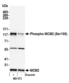 Rabbit anti-Phospho MCM2 (S108) Antibody