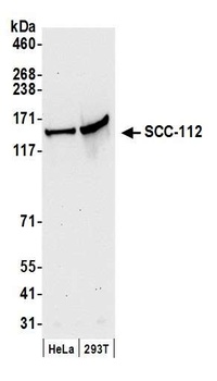 SCC-112 Antibody