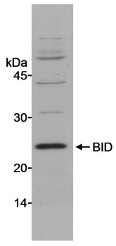 BID Antibody