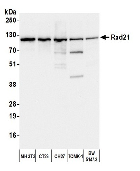 Rad21 Antibody