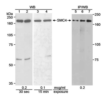 Rabbit anti-SMC4 Antibody