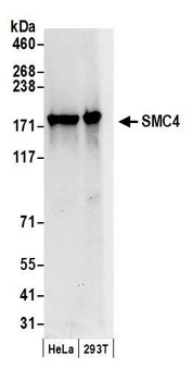 SMC4 Antibody