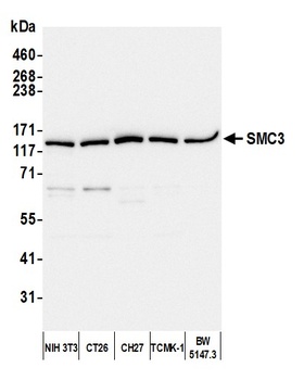 SMC3 Antibody