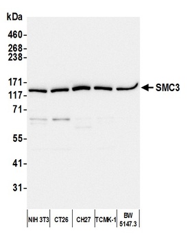 Rabbit anti-SMC3 Antibody