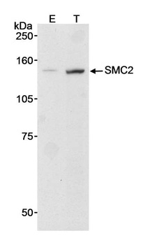 Rabbit anti-SMC2 Antibody